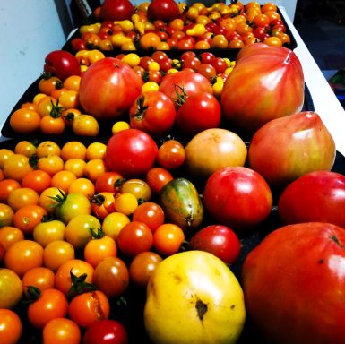 Garden tomatoes At Raising Eden, we can go through tomatoes like the world is about to run out of them. Freshly harvested Tomatoes.