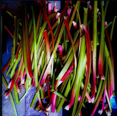 Organic Rhubarb A photo of freshly harvested Rhubarb straight from the garden. Fully organic, a gorgeous deep red and green color.