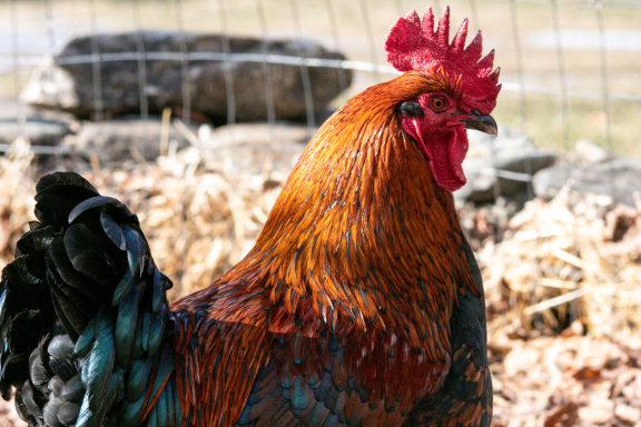 A gorgeous and fierce red headed rooster protecting his flock. his tail feathers are green and they shimmer in the sunlight.