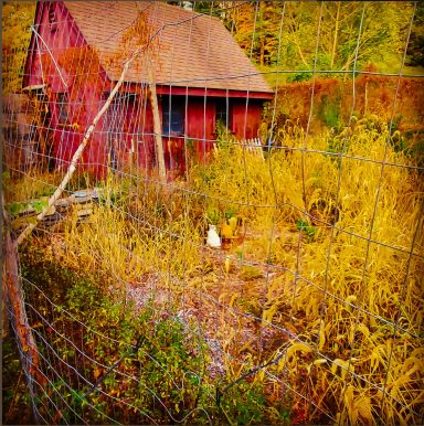 The Barn Shot of an older red baron with taller greens growing in between the photographer and the barn itself.