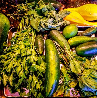 Fresh harvest Photo of freshly picked vegetables including cucumbers, squash, herbs, and other things.