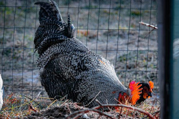 Not it. The spotty boy. This chicken was hard to look away from his feathers were so distinct. He has small back and white markings and was gorgeous