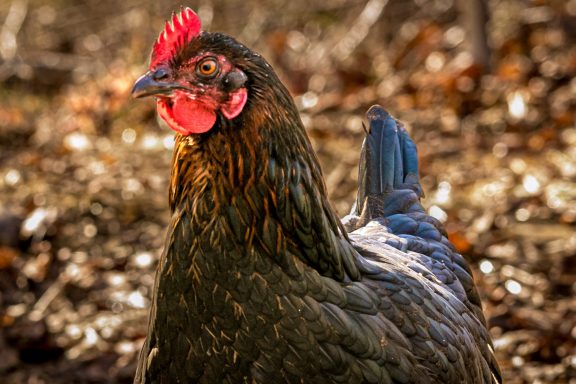 Not a chicken. Just an anverage chicken, but hey are so cute. he has dark brown feathers and a red wattle and marking on his head.